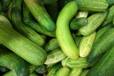 taze yeşil salatalık