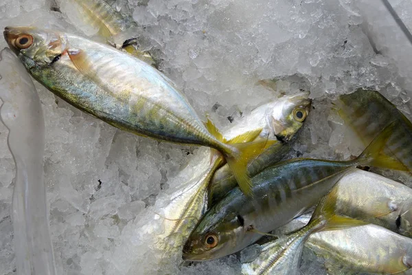 Pescado de cola amarilla — Foto de Stock