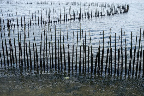Muralla de bambú en el mar — Foto de Stock