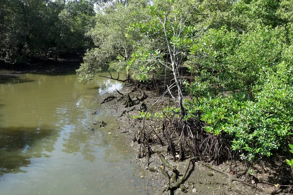 Bosque de manglares en la zona intermareal —  Fotos de Stock