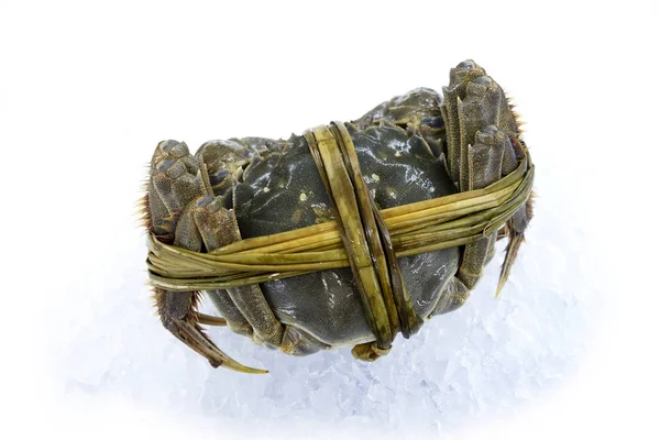 Raw shanghai hairy crab — Stock Photo, Image