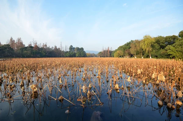 Abgestorbene Lotuspflanzen im Winter am Westsee, Hangzhou. — Stockfoto