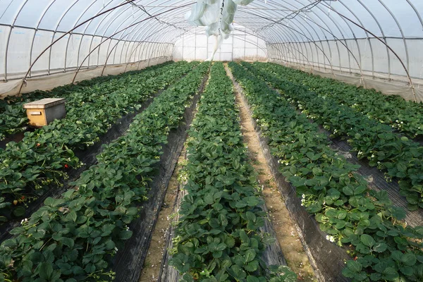 Strawberries growing in lines