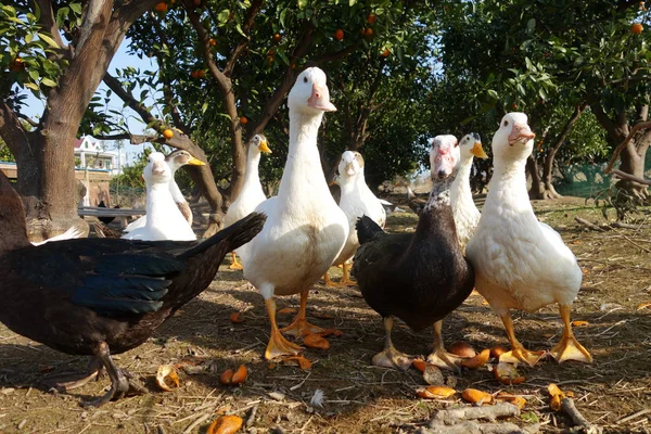 Kaczki w gospodarstwie tradycyjnego rolnictwa — Zdjęcie stockowe