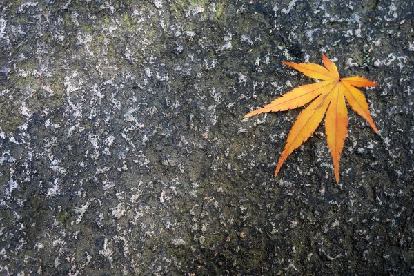 Volledige herfst verlof geel op een bruin gemalen in de herfst — Stockfoto