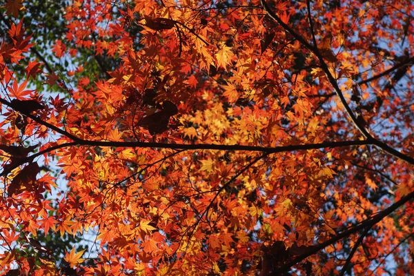 Gouden herfstbladeren aan de boom — Stockfoto