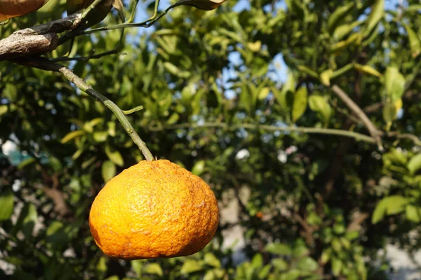 オレンジみかんの木の上 — ストック写真