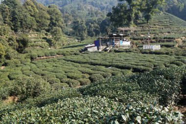 Yeşil Çince Longjing çay plantasyon