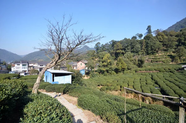 Bonito verde fresco chinês Longjing plantação de chá — Fotografia de Stock