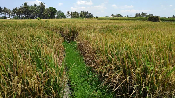 Campo de arroz paddy na estação de harverting — Fotografia de Stock