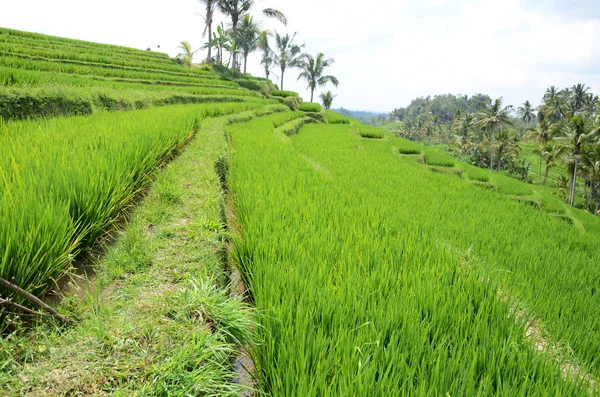 Jatiluwih Paddy fält ris terrasser på Bali — Stockfoto