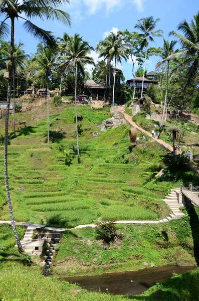 Tarasy ryżowe Tegallalang, Bali, Indonezja — Zdjęcie stockowe