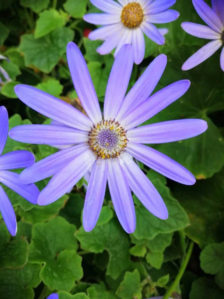 Beautiful purple African daisy flower — Stock Photo, Image