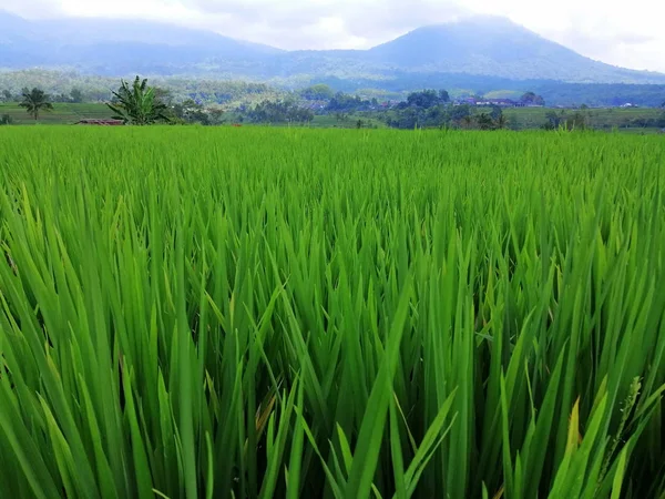 View of the green rice fields in Bali — Stock Photo, Image