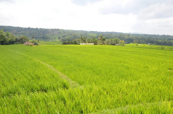 Taras ryżowy Jatiluwih ze słonecznym dniem — Zdjęcie stockowe