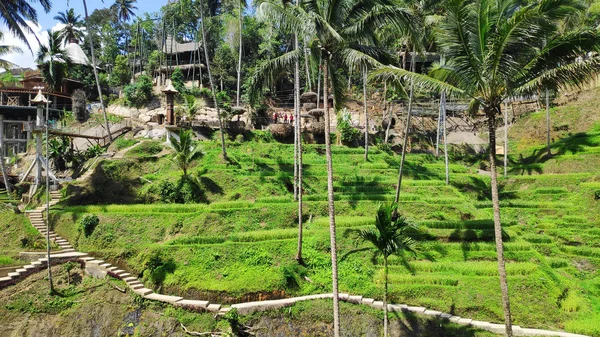 Tarasy ryżowe Tegallalang, Bali, Indonezja — Zdjęcie stockowe