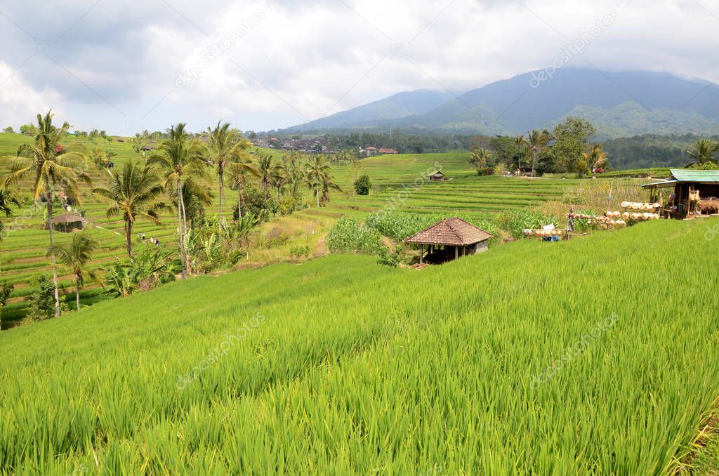 Jatiluwih rice terrace with sunny day