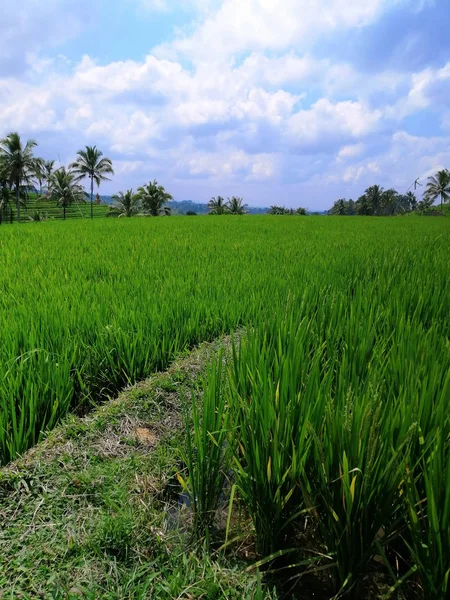 Вид на зеленые рисовые поля на Бали — стоковое фото