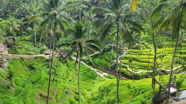 Terrazas de arroz Tegallalang en Bali, Indonesia — Foto de Stock