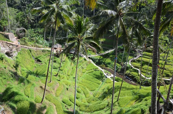Tegallalang Rýžové terasy na Bali, Indonésie — Stock fotografie