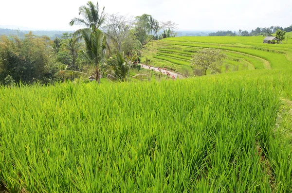 Рисовые террасы Джатилуви Пэдди на Бали — стоковое фото