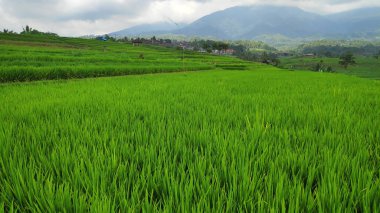 Bali 'de Jatiluwih çeltik tarlası pirinç terasları