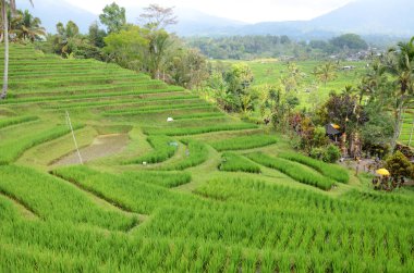Güneşli bir günde Jatiluwih pirinç terası