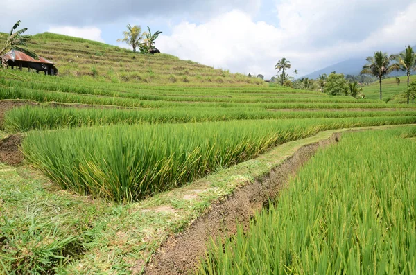 Рисовая терраса Jatiluwih с солнечным днем — стоковое фото