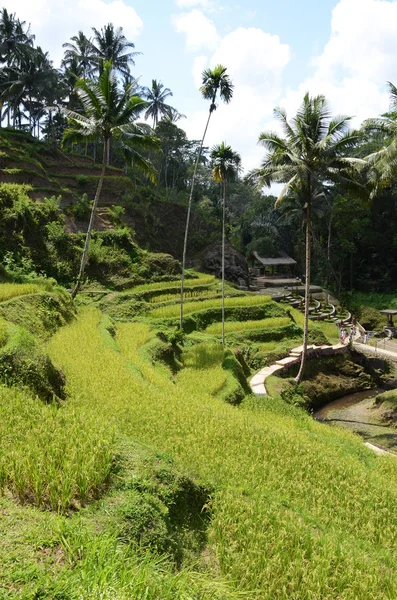 Terrasses de riz Tegallalang à Bali, Indonésie — Photo