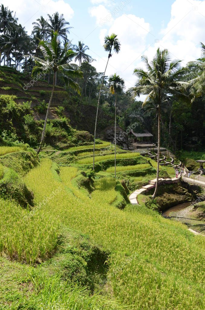 Tegallalang rice terraces in Bali, Indonesia