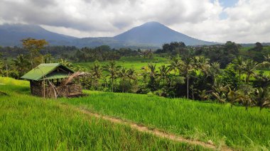 Güneşli bir günde Jatiluwih pirinç terası