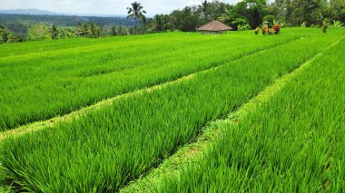 Güneşli bir günde Jatiluwih pirinç terası