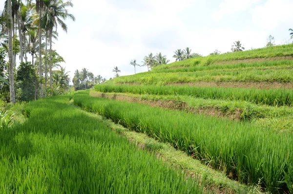 Tarasy i plantacja ryżu Jatiluwih na Bali, Indonezja — Zdjęcie stockowe