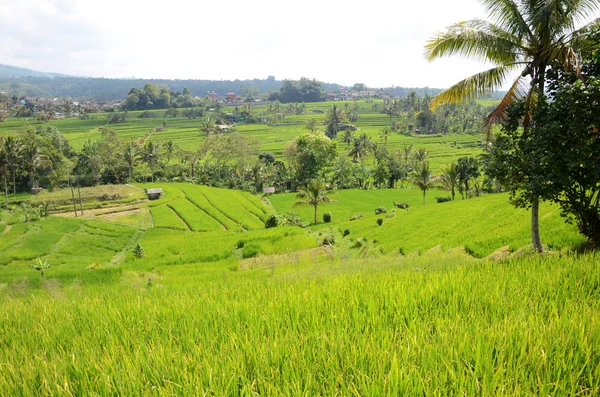 Terrasse de riz Jatiluwih avec journée ensoleillée — Photo