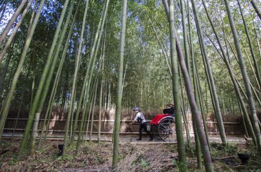 A caddesindeki bambu orman yolunda turist sürerken çekmişler.