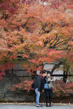 Ziyaretçiler, Kyoto 'nun Arashiyama kentindeki Tenryuji bahçelerinde sonbaharın keyfini çıkarıyorlar