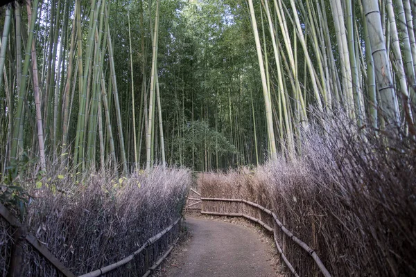 Arashiyama Bambu Ormanı Kyoto 'da ünlü bir yerdir.