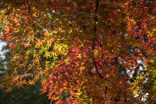 Outono colorido brilhante bordo folhas balançando — Fotografia de Stock