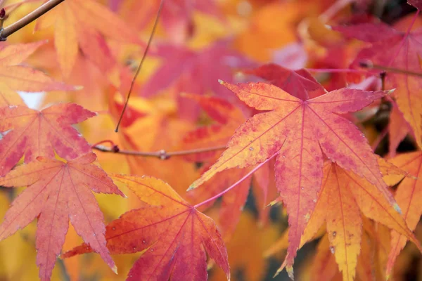 Rode verlof van Maple Tree voor Autumn Fall achtergrond — Stockfoto