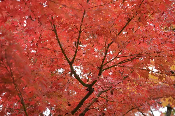Rode ahornbladeren voor de herfst — Stockfoto