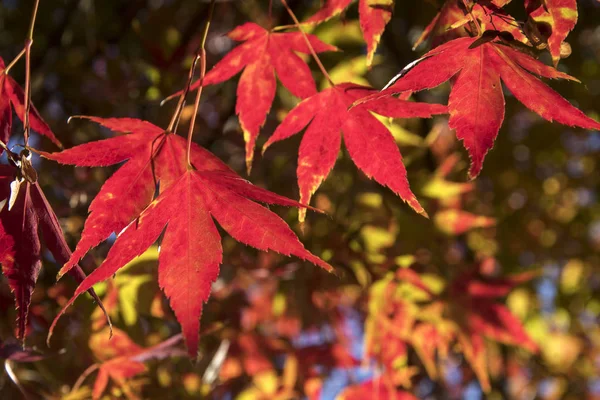 Folhas de bordo na árvore com luz solar na temporada de outono — Fotografia de Stock