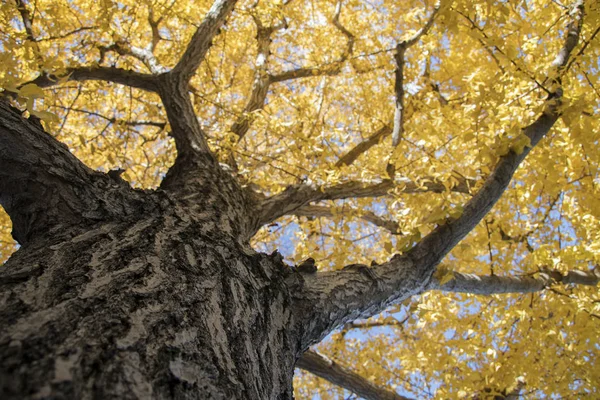 Красивий жовтий лист білоба в осінній сезон — стокове фото