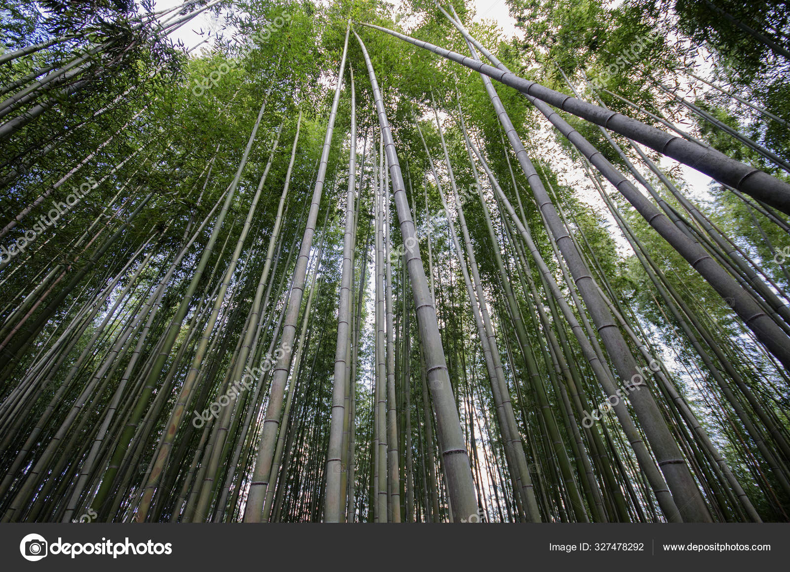  Bambou   kyoto au Japon   Photographie tang90246  327478292