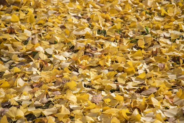 Gele herfst ginko verlof achtergrond — Stockfoto