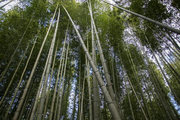 Arashiyama Bamboo Forest famous place in Kyoto — Stock Photo, Image