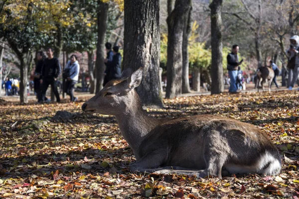 Nara Japón Nov 2019 Venado Japonés Descansando Parque Nara Con —  Fotos de Stock