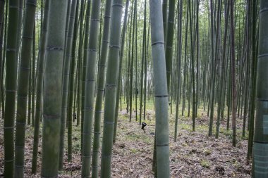 Arashiyama Bambu Ormanı Kyoto 'da ünlü bir yerdir.
