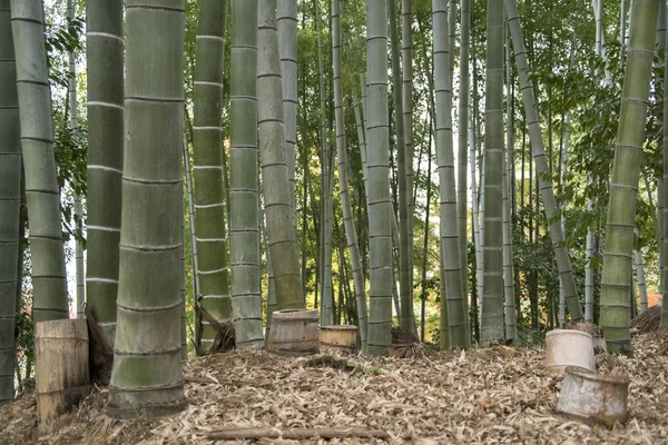 Kodaiji Tapınağı bahçelerinde sonbaharda bambu korusu.. — Stok fotoğraf