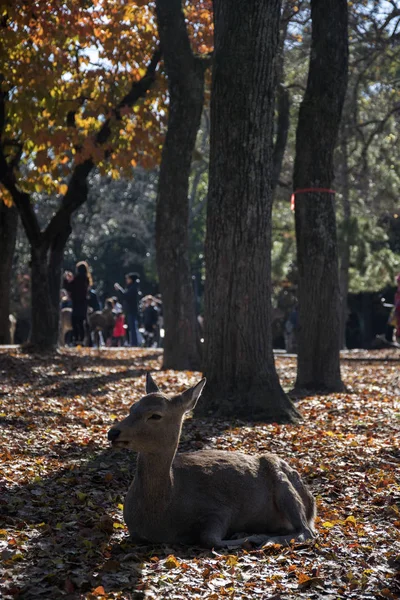 Ciervo en la mañana de otoño en el parque público de Nara en Nara —  Fotos de Stock