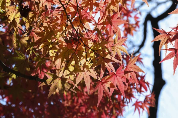Licença vermelha de árvore de bordo de outono — Fotografia de Stock